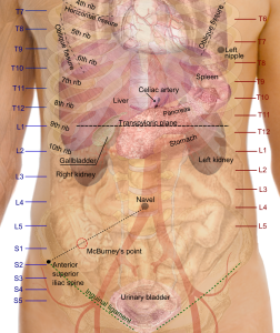 Surface_projections_of_the_organs_of_the_trunk